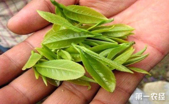 普洱茶知识：怎么采摘普洱茶的鲜叶？