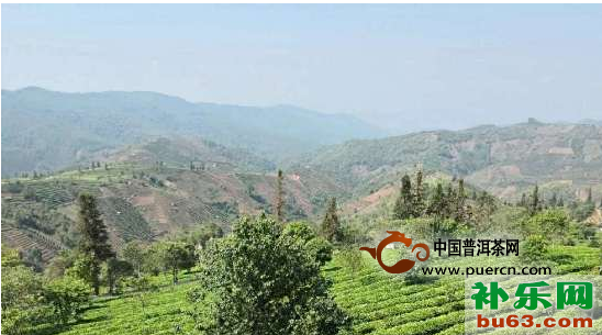 龙生茶业在普洱建设万亩有机茶庄园
