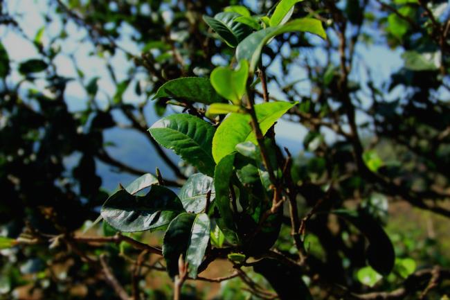 神奇普洱树之普洱茶功效突出来源于茶树