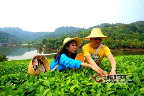 在普洱茶的故乡体验一把地地道道的茶文化