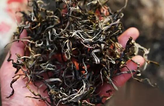 普洱茶的主要茶山有哪几座，它们各有什么特点？