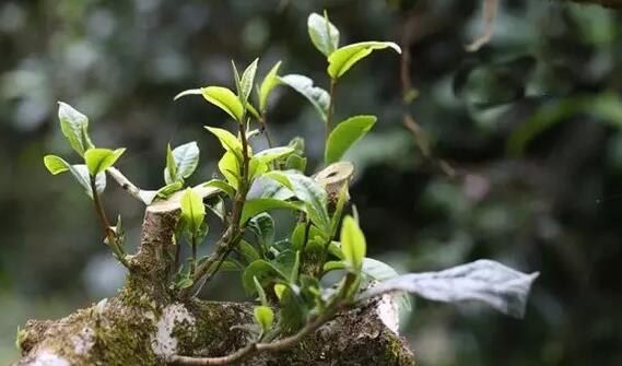 普洱茶原料中的大叶种和小叶种介绍