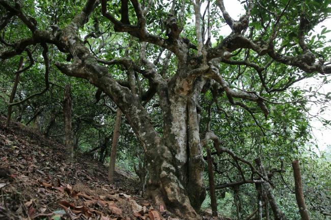 几年的普洱茶树才算是真正的老茶树呢