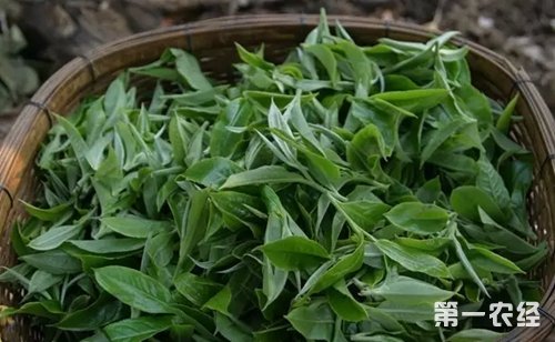 西双版纳普洱茶1公斤卖出32万？