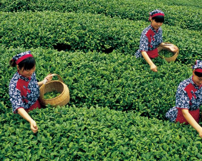 普洱茶的工艺普洱茶加工制作标准流程