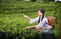 “女儿茶”之名争之已久，属于泰山还是普洱？