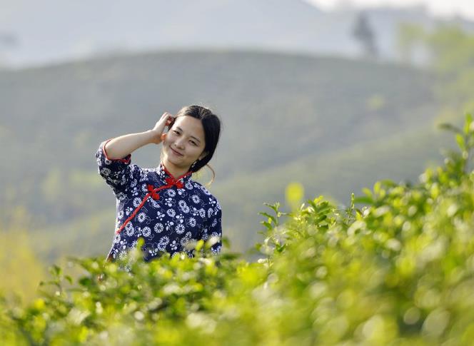 云南普洱茶中国云南是世界茶树的原产