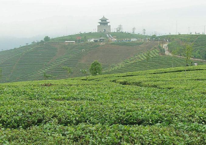 普洱茶故乡历史上普洱茶的源产地介绍