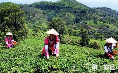 产业调查：云南普洱茶小茶叶如何升级？