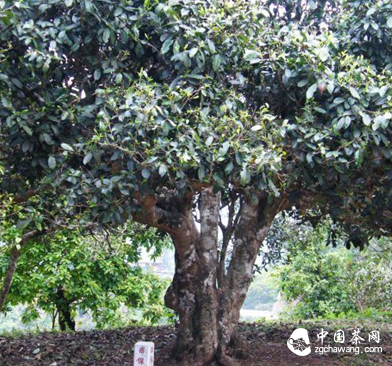 普洱茶树标准分类