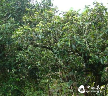 普洱镇沅县栽培型古茶树资源