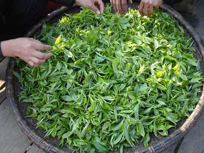 普洱茶的传统制作工艺