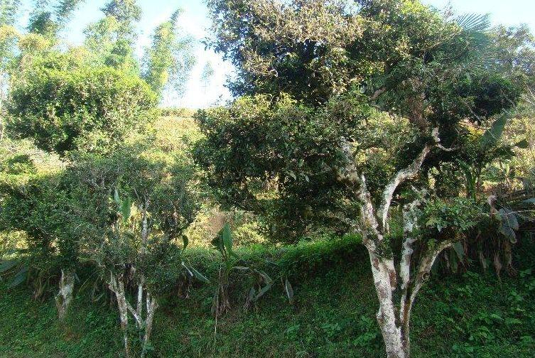 普洱茶树种，还有这些分类，你造吗？