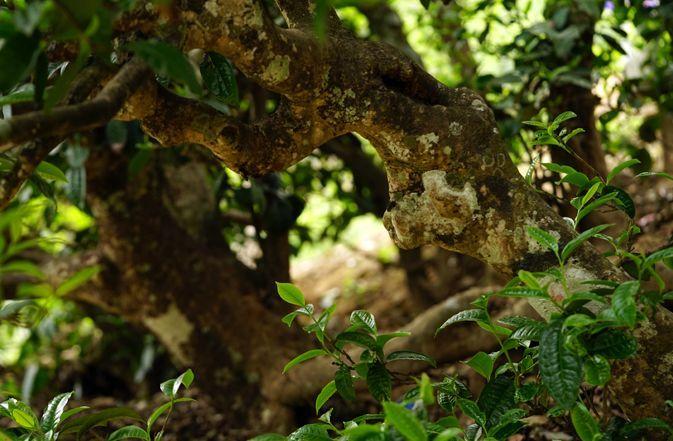 普洱茶树种，还有这些分类，你造吗？