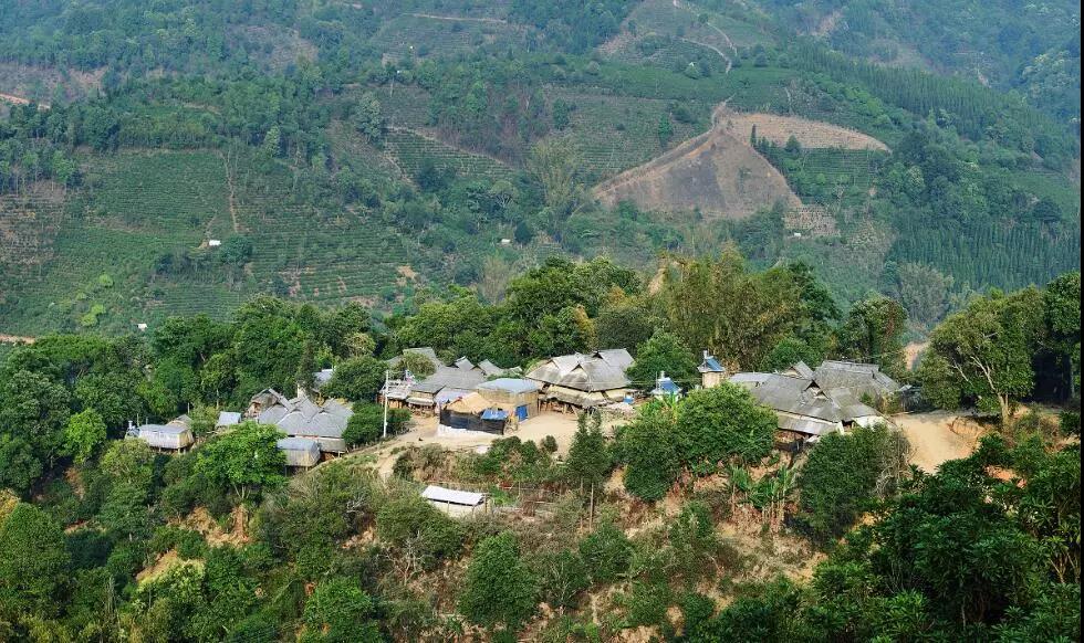 古树茶小课堂：普洱茶知名村寨的生态环境如何？
