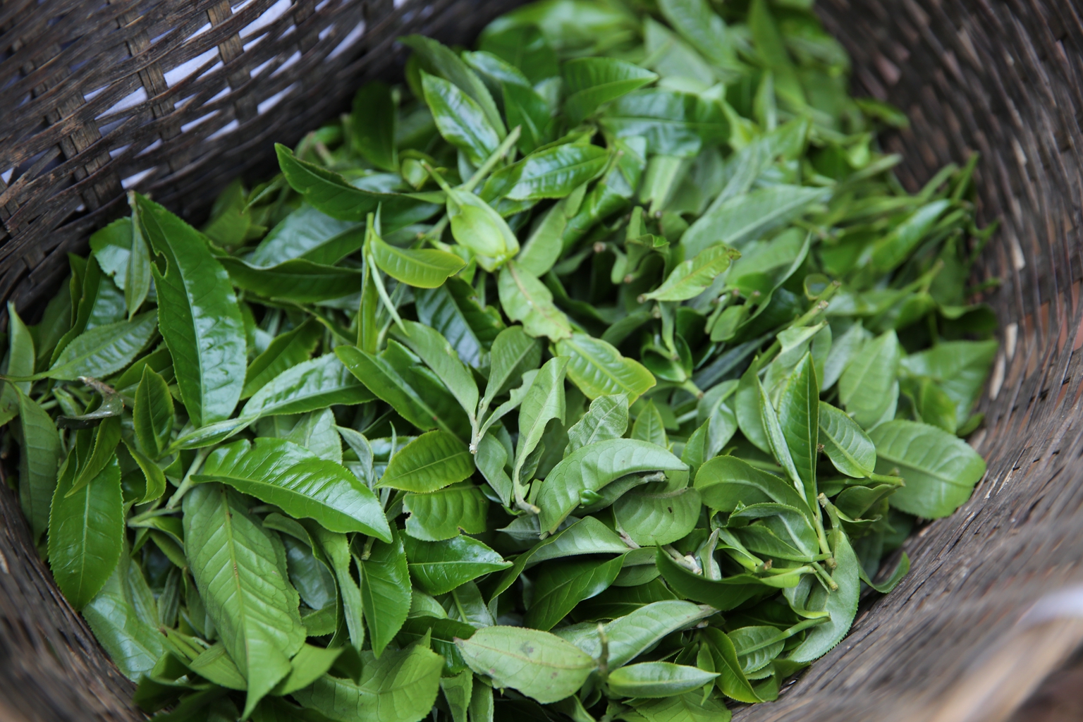 影响普洱茶原料品质的关键因素