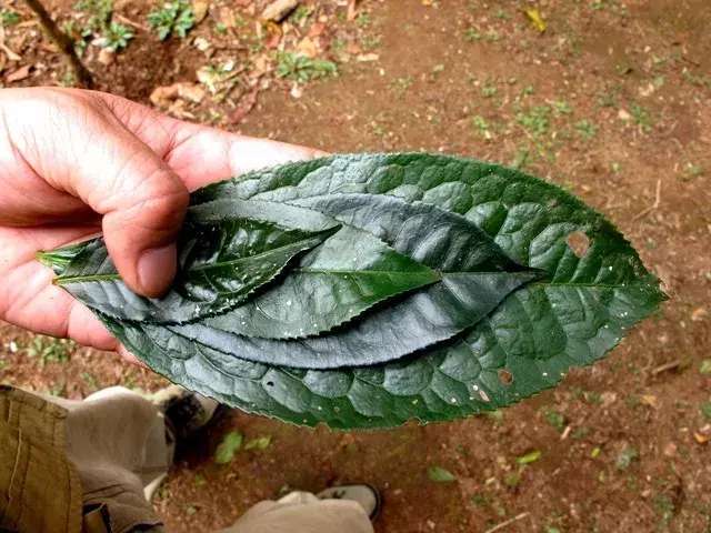 漫话普洱茶树种的分类
