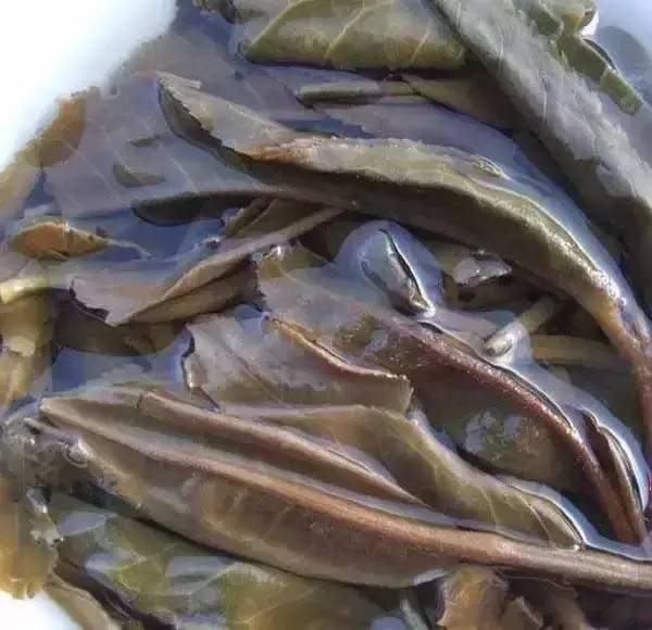 30种常见的普洱茶叶底