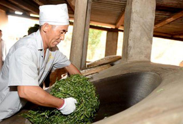 普洱茶在杀青,揉捻,干燥过程中的化学作用 