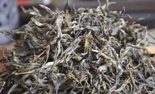 有一种来自普洱的名茶，却不是普洱茶