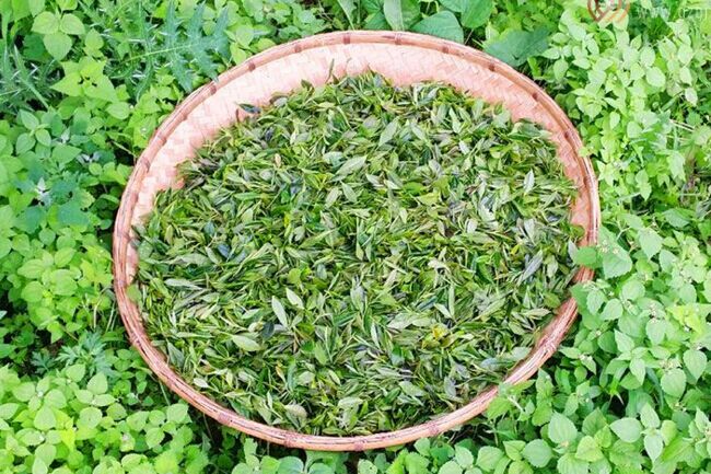 黄茶类的名茶关于海马宫茶的详细介绍