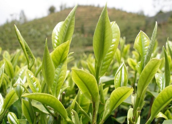 黄茶品种之君山银针图片欣赏