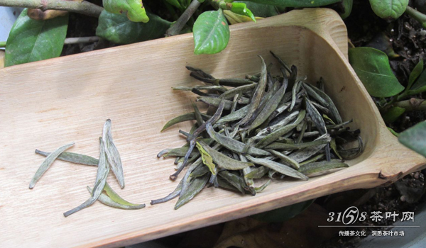 黄茶——中国特有之物