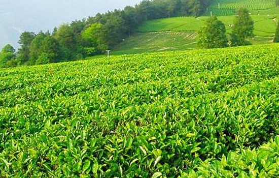 岳阳黄茶的产地在哪里岳阳黄茶的历史悠久