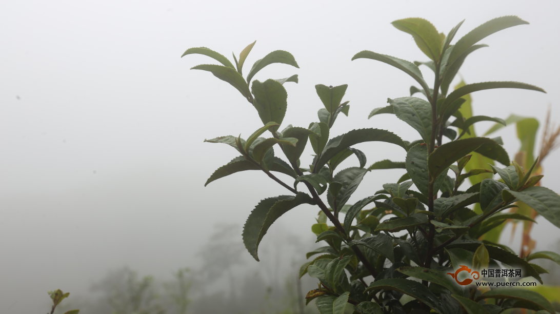 荒山野韵——一款颠覆安化黑茶印象的野放茶