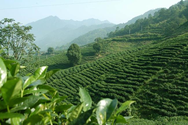 你知道不知道中国黑茶的产地在哪里呢