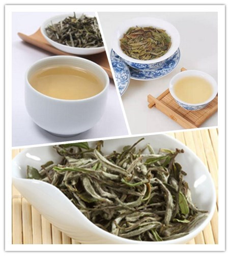 白茶是什么茶？是微发酵茶