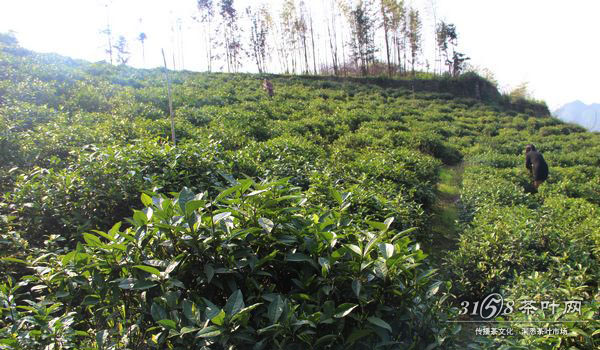 野生茶与人工种植的白茶有哪些不同