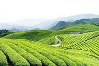龙井白茶的产地