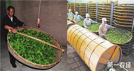 青茶的制作过程|乌龙茶的制造工艺