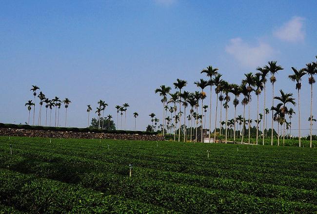 松柏长青茶的产地，生长环境及特色功效
