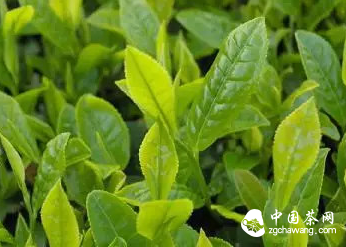 乌龙茶中的水仙茶树品种