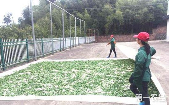 台农在福建种植的乌龙茶进入采茶季