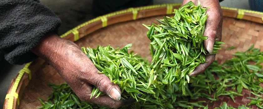 青茶有哪些品种青茶的功效与作用
