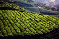 关于贵州的绿茶类名茶羊艾毛峰茶解读