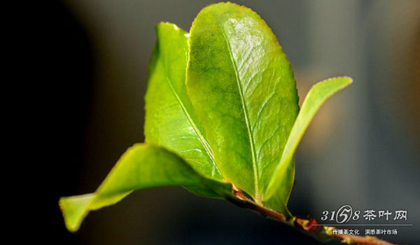 绿茶茶树有哪些品种