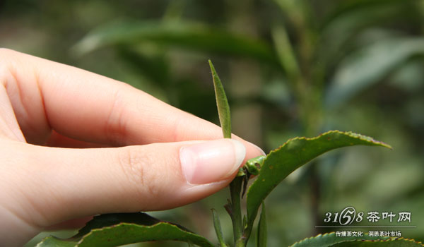 为什么说绿茶是中国第一抗癌茶