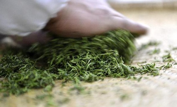 崂山绿茶的鉴别从色香味形入手