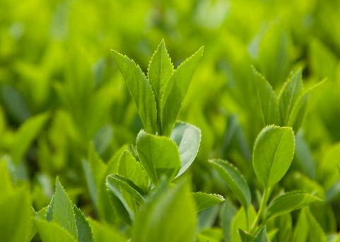 正确保存绿茶不得不知的五大注意要点