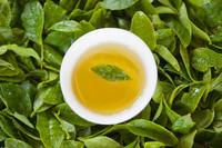 绿茶功效：绿茶功效之预防胃溃疡的讲解
