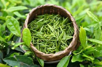 你知道绿茶为什么叫着绿茶呢？