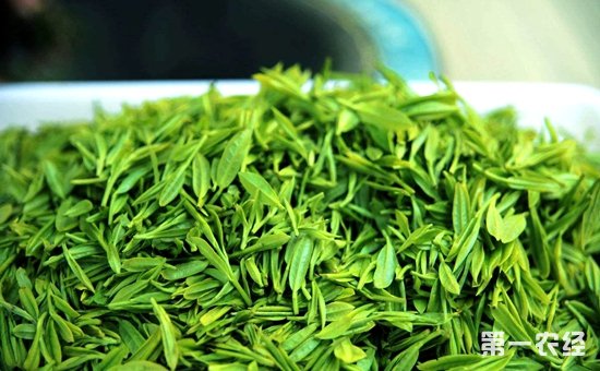 绿茶：将被制成抗癌药经常饮用保健效果好
