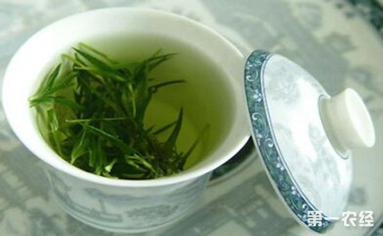 一天喝多少绿茶合适？绿茶一天最大饮用量是多少？