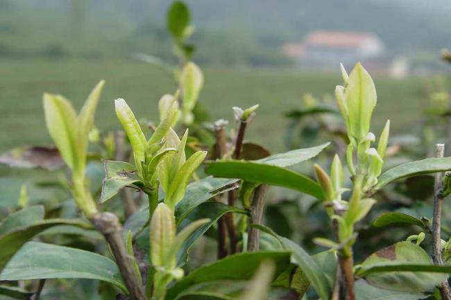 绿茶有哪一些品种哪种绿茶是最耐泡的