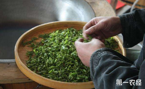 大悟绿茶的鲜叶要如何管理呢？大悟绿茶的鲜叶管理