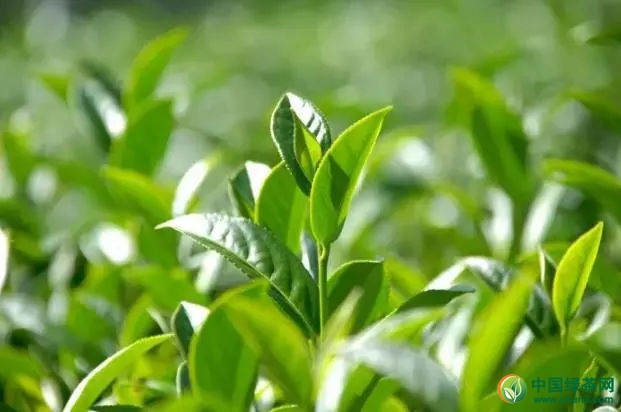 绿茶的最佳储存知识！
